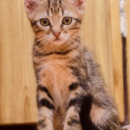 Котята ищут добрые ручки