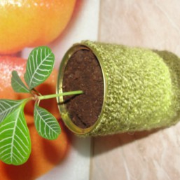 Продам цветок Молочай