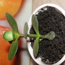 Цветок Денежное дерево