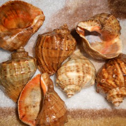 рапана ракушки 