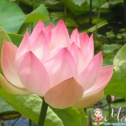 Делаем все виды массажа 