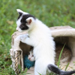 Красивые котята в хорошие руки