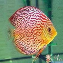 Возьму аквариуммных рыбок