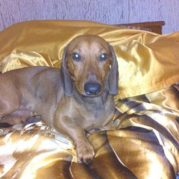 Мальчик таксы ищет невесту