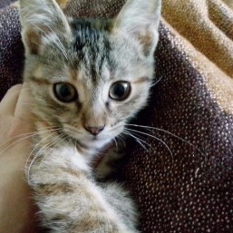 Кошечка-подкидыш в хорошие руки