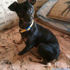 Той- терьер ищет невесту