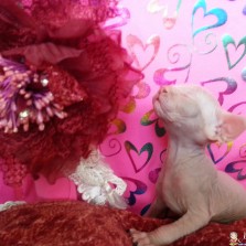 БРОНИРУЕМ -  Канадский сфинкс