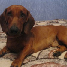 Мальчик-такса ждет подружку