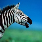 zebra