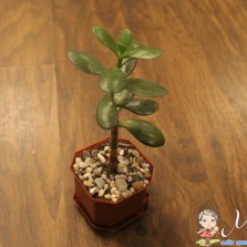 Декорированные   цветы,эпифилум,денежное   дерево,фиалка,драцена