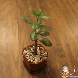 Декорированные   цветы,эпифилум,денежное   дерево,фиалка,драцена