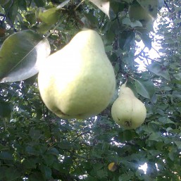 Продам домашнюю грушу