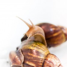 Улитки Ахатины