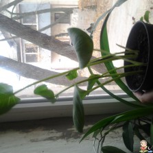 детки белой каллы