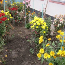 корни цветов хризантемы