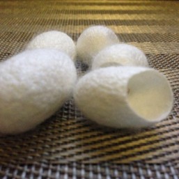 Кокон тутового шелкопряда! Хит!