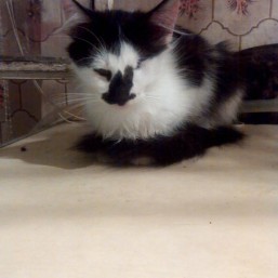 Помогиет котикам найти дом!!!!