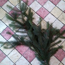 Ветки натуральной елки