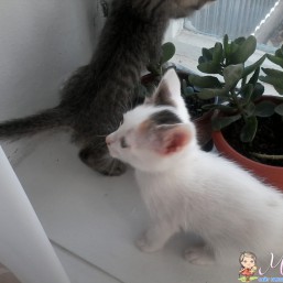котята