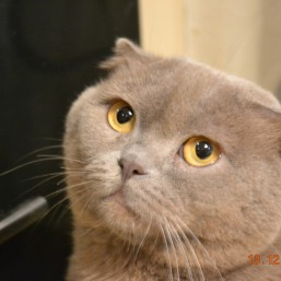 Лиловый вислоухий шотландский  котик ищет невесту для вязки