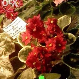 Фіалка сорту ЛЕ-Король Артур