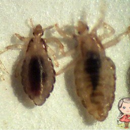 Вши и гниды бесплатно