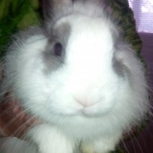 декоративный кролик