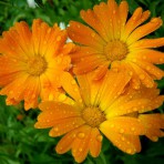 Анна Бондаренко