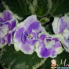 продаю фиалки