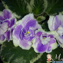 продаю фиалки