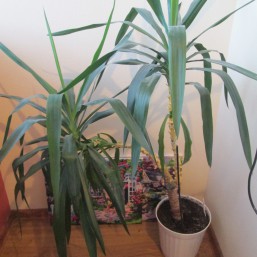 ОЧЕНЬ КРАСИВАЯ ЮКА !!!!!!!!