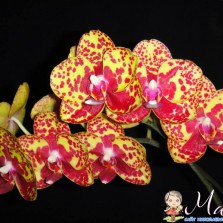 Принимаю Заказы на редкие сортовые дорогие орхидеи 