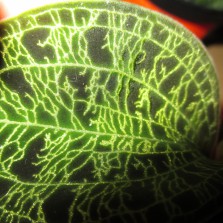 Драгоценная Орхидея macodes petola