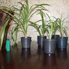 Продам комнатные растения