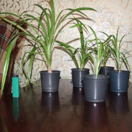 Продам комнатные растения