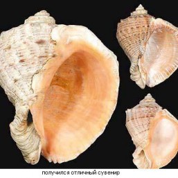 ракушки