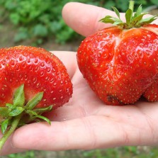 саженцы клубники