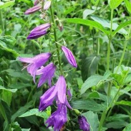 Уличные цветы - Колокольчик