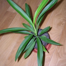 Кордилина прямая