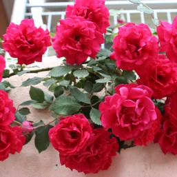 Работа на дому , удаленная работа .