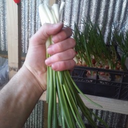 ЗЕЛЕНЫЙ ЛУЧОК ПЕРО