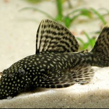 Недорого! Мальки анциструса(сом)