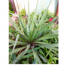 Юкка садовая