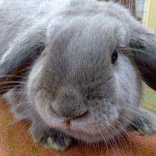 Отдаю вислоухого серого кролика с клеткой