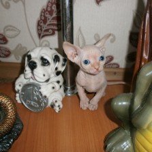 Продаю котят сфинксов