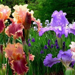 цветы для сада