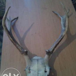 Рога Оленя!