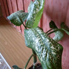 Диффенбахия