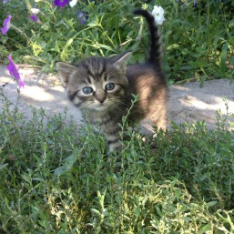 Отдам ласковую кошечку в заботливые руки! 