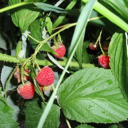 Продаю Малину (домашняя)